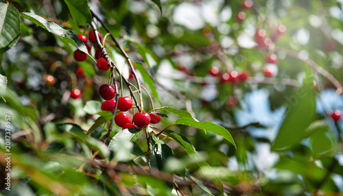 Konstfotografi Ripe cherries. Red cherries ripen on the branch. Selective focus