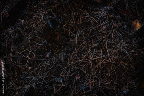 Bild auf Leinwand Forest floor covered with dry pine needles and scattered leaves, creating a natural woodland texture with rich earthy tones and organic seasonal patterns