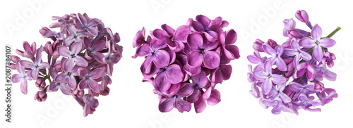 Fragrant bright lilac isolated on white, set