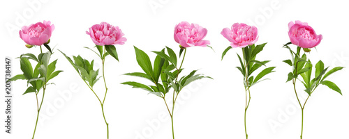 Beautiful pink peonies isolated on white, set. Fragrant flowers