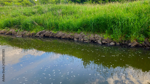 scenic view of a watershed in summer. lush nature landscape. riparian environment 
