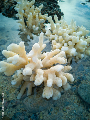 Close up of branching white coral in shallow tide pool marine texture detail