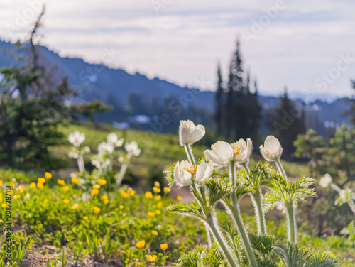 White Pasque Flowers in Washington Mountain Meadow
