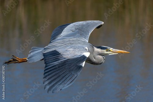 Bild auf Leinwand Grey Heron (Ardea cinerea) fishing, flying and looking for food in the water of