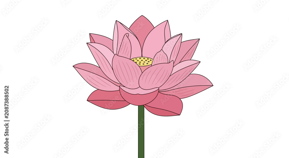 Obraz premium Pink Lotus Flower Illustration.