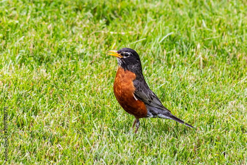 American Robin (Turdus migratorius) Foraging on lawns looking for earthworms, a sign of spring.