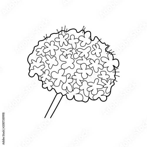 White and black allium bloom illustration creating a botanical display against a pristine white background.