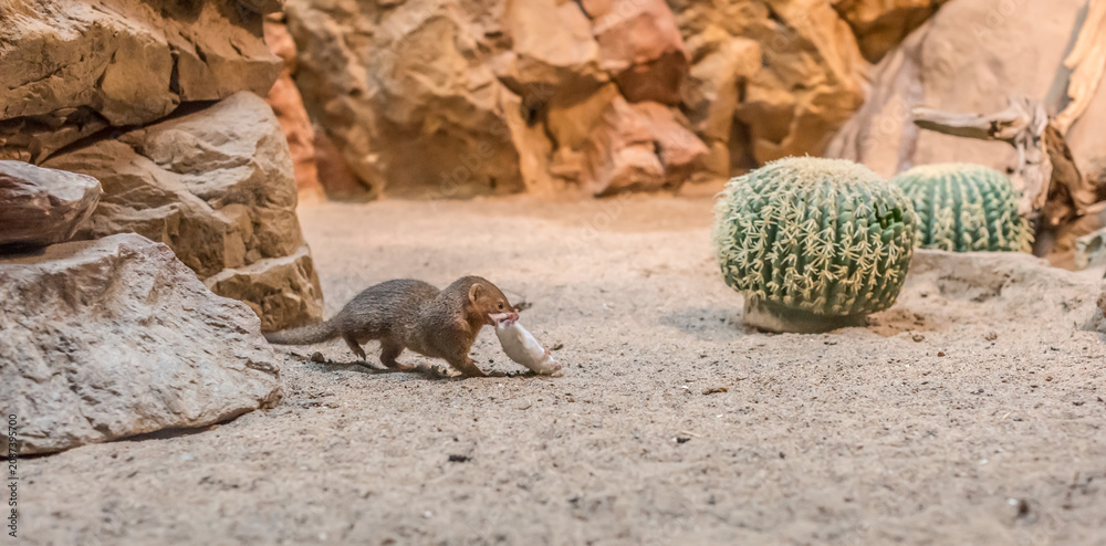 Obraz premium Dwarf mongoose Helogale parvula carrying prey in desert habitat.