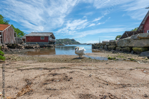 Foto Single mute swan Cygnus olor standing on sandy shore beside calm harbor