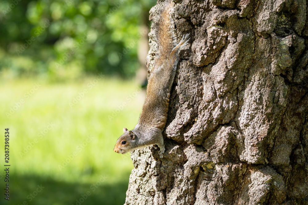 Obraz premium Eastern grey squirrel climbing headfirst down a rough textured tree trunk in a sunny green park