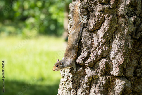 Eastern grey squirrel climbing headfirst down a rough textured tree trunk in a sunny green park