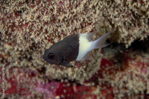 Foto A damsel fish in the Red Sea, closeup