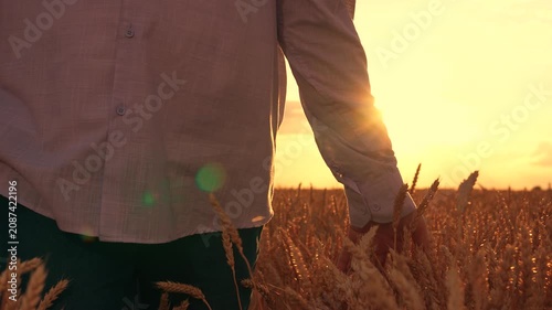 Hand male farmer touches ears of wheat in field, sun sky. Businessman inspects grain harvest. Farmer walks through wheat field sunset, touching yellow ears wheat with hands. Agricultural business