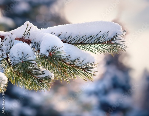 snowy evergreen branch close up