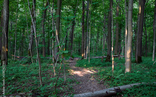 Moscow. Bitsevsky forest. Sunbeams break through thick foliage