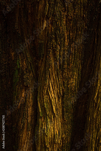 Quadro cheio de detalhe de alguns troncos cheios de veios de árvores em bosque. Imagem vertical.