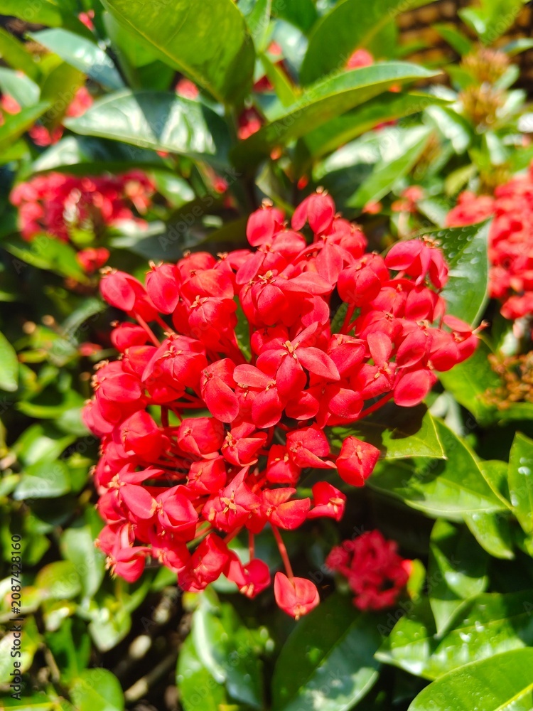 Fototapeta premium Florescimento primaveril de arbusto ornamental tropical em área externa de paisagismo