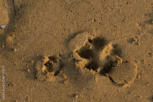 Photos Dog tracks in the sand, near the coastline in the morning.