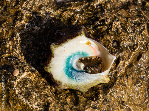 Tectus dentatus, common name toothed top shell, is a species sea snail, marine gastropod mollusk in the family Tegulidae.