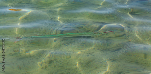 Tylosurus choram, Red Sea houndfish. Marine biodiversity.