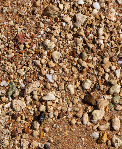 The coastline of the Red Sea. Sand, pebbles, corals, fossils. Background with a marine theme.