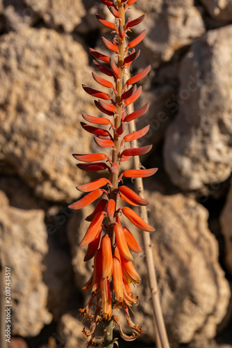 Closeup view of bright orange aloe vera flowers.