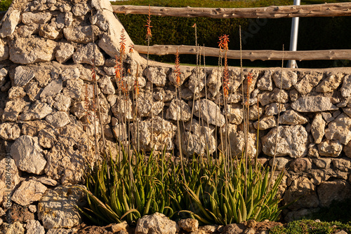 Aloe vera, a type of plant with leaves and flowers. Cultivation in the natural environment.