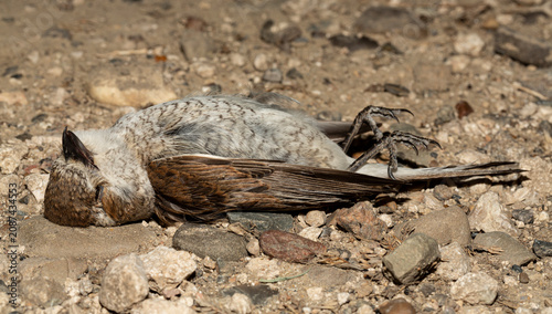 The red-backed shrike (Lanius collurio) is a carnivorous passerine bird and member of the shrike Laniidae. Juvenile bird - female. Dead bird. Road wars - death of a  Shrike. Death from the car.