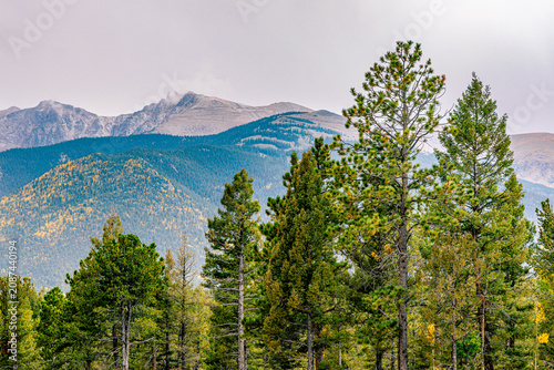 Scenic view of the Rocky Mountains and Pikes Peak framed by evergreen pine trees under an overcast sky in Colorado.