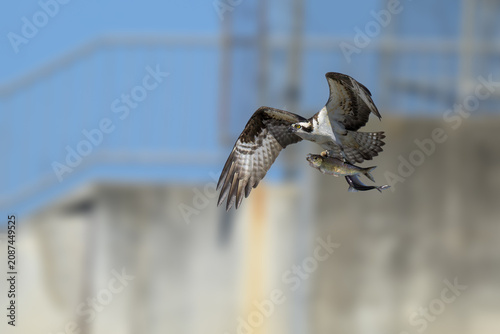 Majestic Osprey in flight while catching a fish over the water. Dynamic wildlife action showcasing the hunting skills, powerful talons, and natural behavior of this iconic bird 