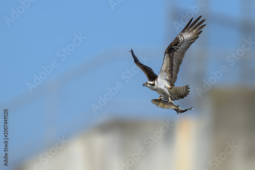 Majestic Osprey in flight while catching a fish over the water. Dynamic wildlife action showcasing the hunting skills, powerful talons, and natural behavior of this iconic bird 
