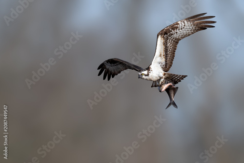 Majestic Osprey in flight while catching a fish over the water. Dynamic wildlife action showcasing the hunting skills, powerful talons, and natural behavior of this iconic bird 