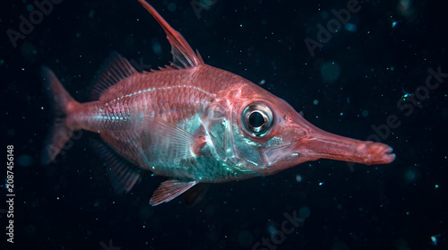 longspine snipefish closeup