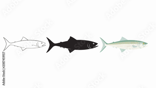 Quadro em tela Evolutionary progression of a shark transforming into a fish