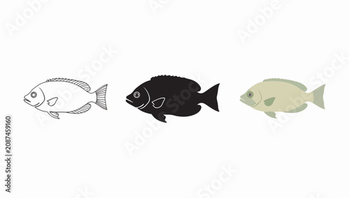 Fotografie Three distinct fish species in simple line art style