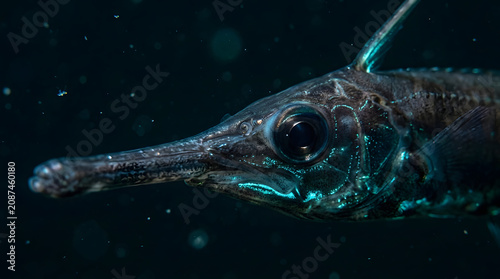 longspine snipefish glowing blue closeup