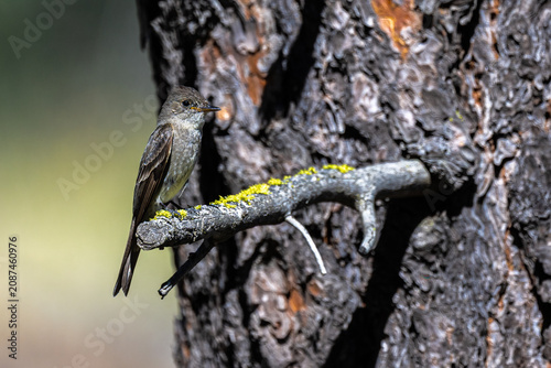 Foto Western Wood Pewee (Contopus sordidulus) in Turnbull National Wildlife Refuge, W