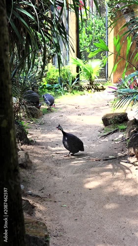 Guineafowl walking and foraging along shaded tropical garden path inside enclosed aviary with mesh gate, rocks, leafy plants, soft sunlight, and layered depth, with guineafowl, bird, wildlife