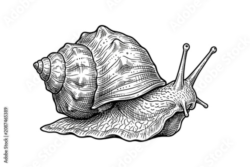 Photos Hand Drawn Snail Engraving Vector Illustration