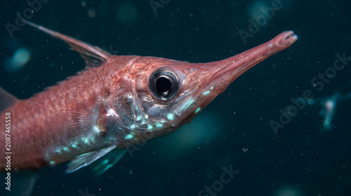 longspine snipefish bioluminescent