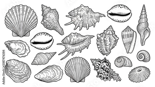 Foto Collection of Hand-Drawn Seashells and Marine Mollusks