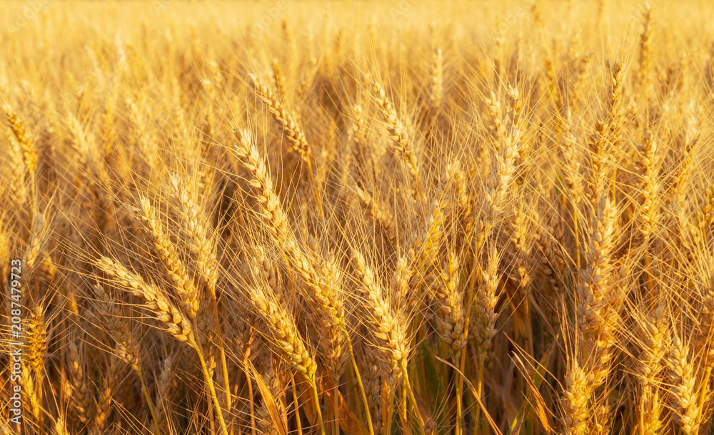 Fototapeta premium A field with golden wheat field