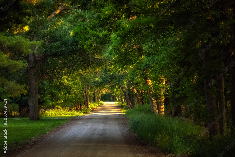 Naklejka premium Countryside road with trees along the side road