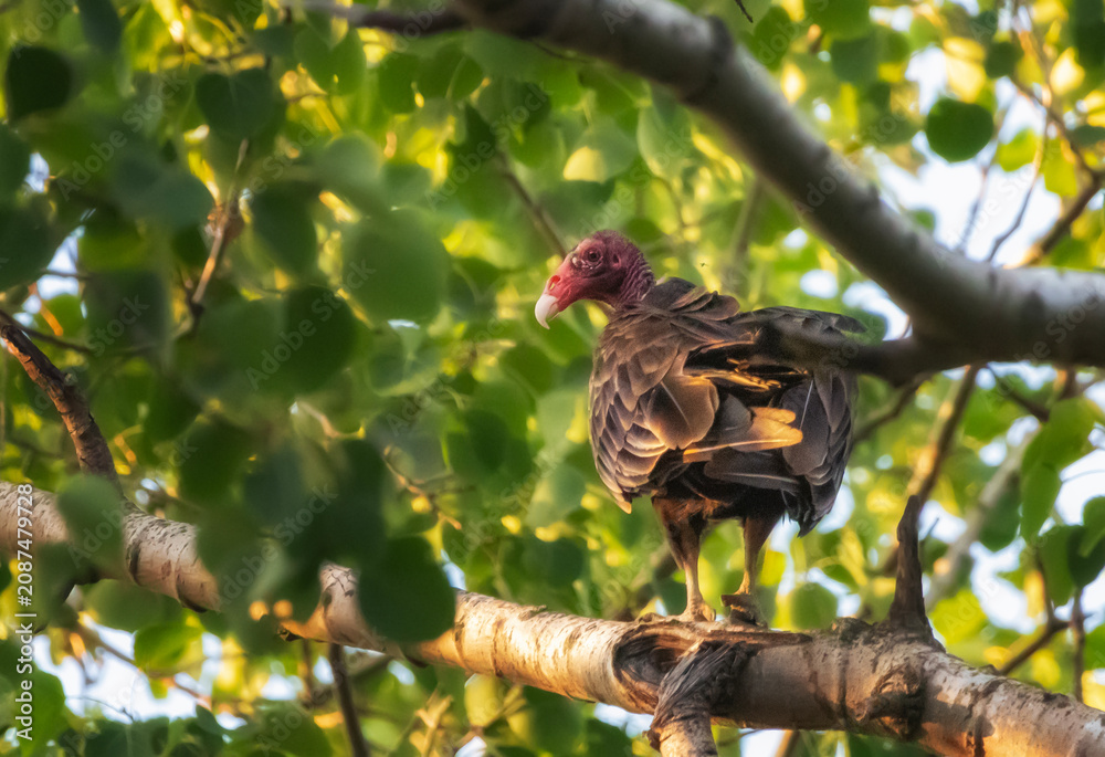 Fototapeta premium Turkey vulture perched on a tree
