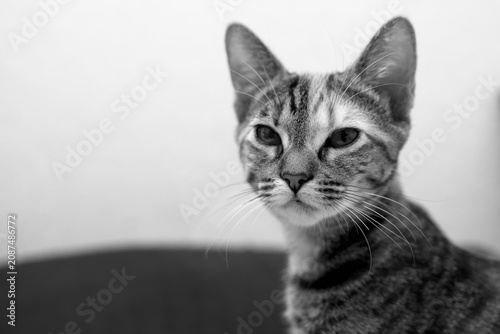 Black and white portrait of a tabby kitten with copyspace on bright background