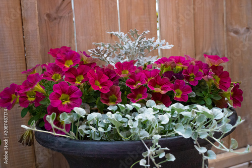 Dark Pink Petunias, Silvery Dusty Miller, and Cascading Silver Falls.