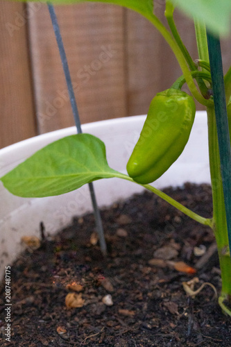 A close-up of a vibrant, young sweet pepper growing on a healthy green plant in a white container.