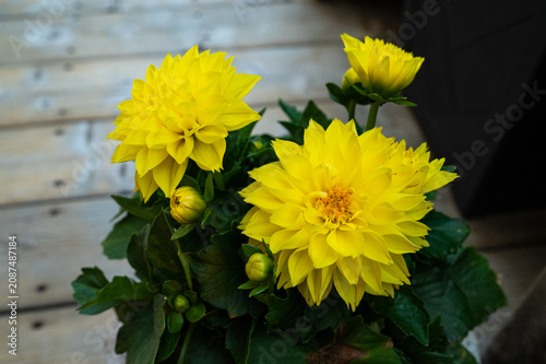 A close-up of bright yellow dahlia flowers in full bloom, featuring intricate petal layers and lush green foliage.
