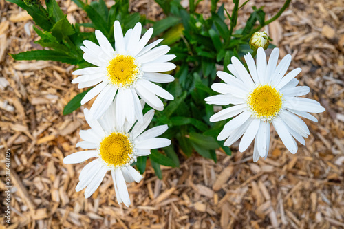 Close-up, top-down view of three white Shasta daisy flowers (Leucanthemum × superbum) in full bloom with bright yellow centers and an unopened flower bud.