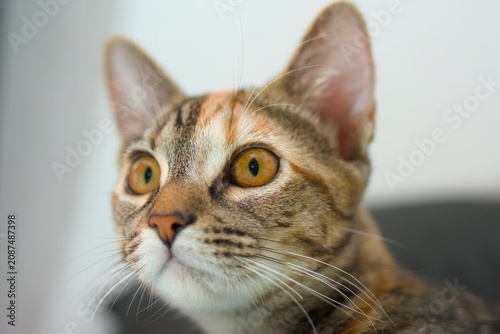 Low angle portrait of a curious tricolor tabby cat looking up attentively